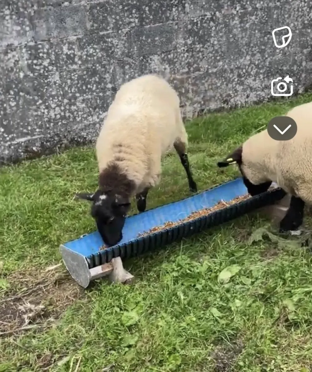 inlamb ewes - Image 2