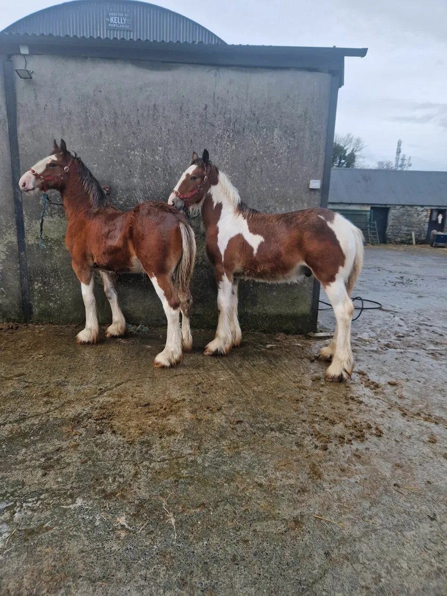 Two super colt foals - Image 1