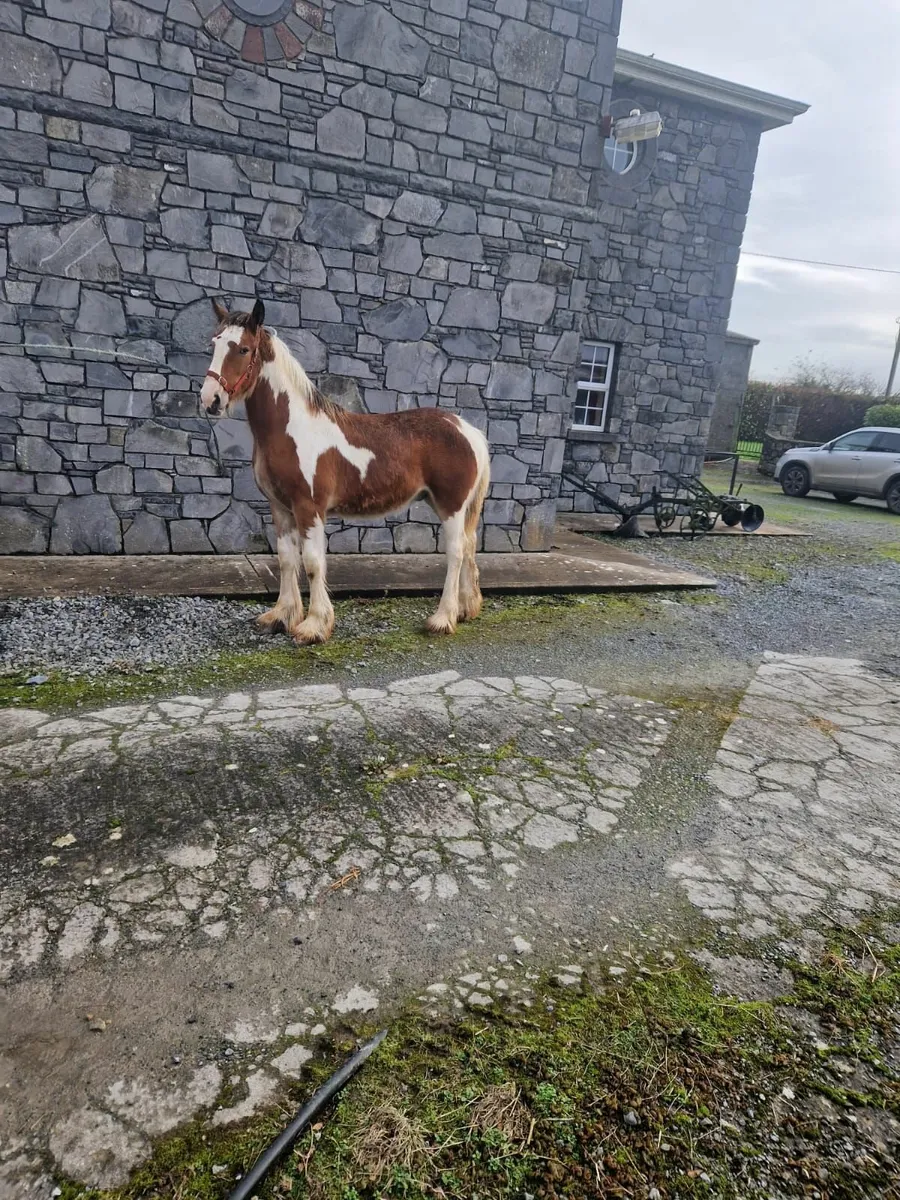 Two super colt foals - Image 2