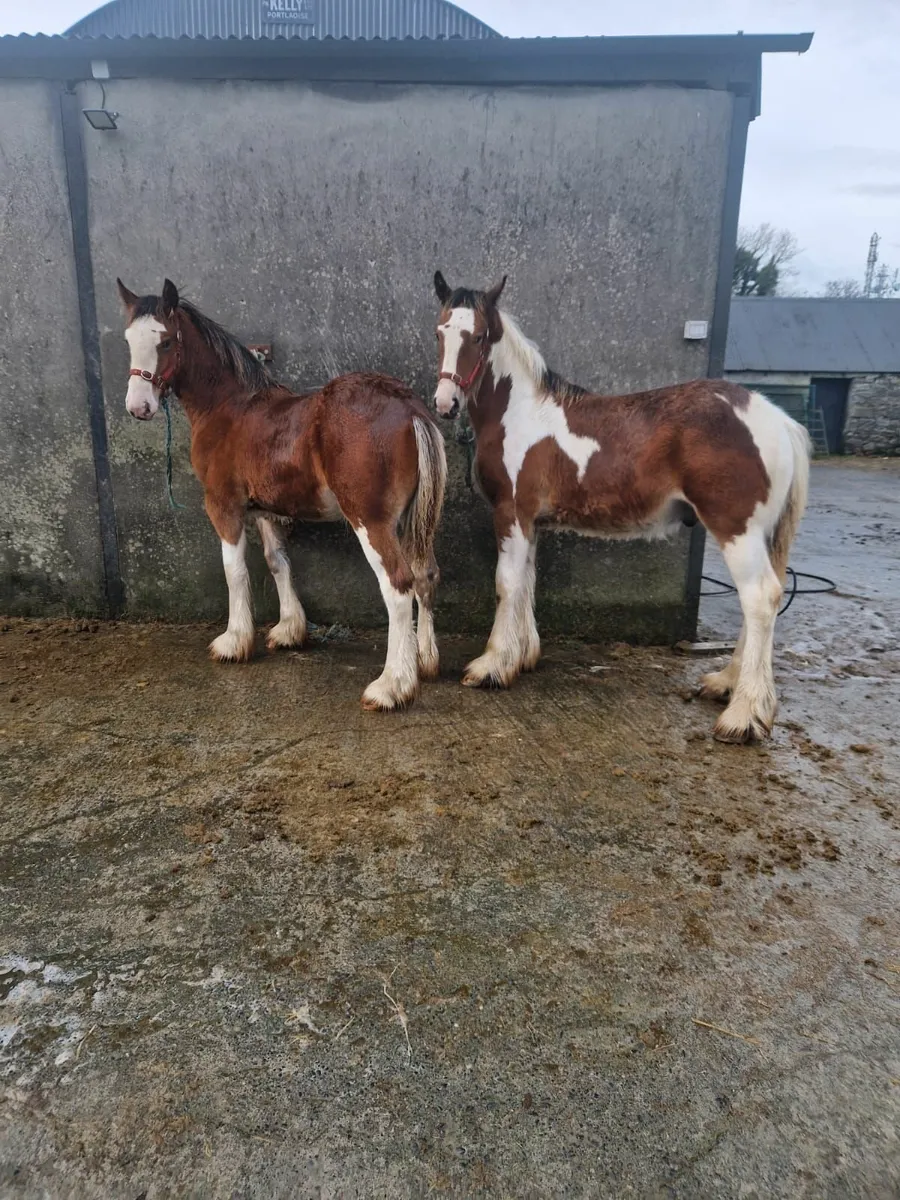 Two super colt foals - Image 3