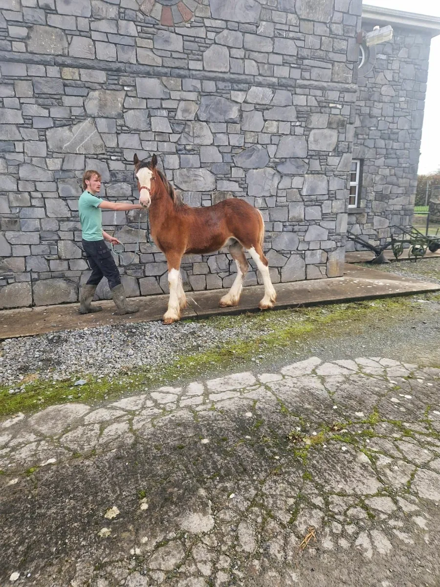 Two super colt foals - Image 4