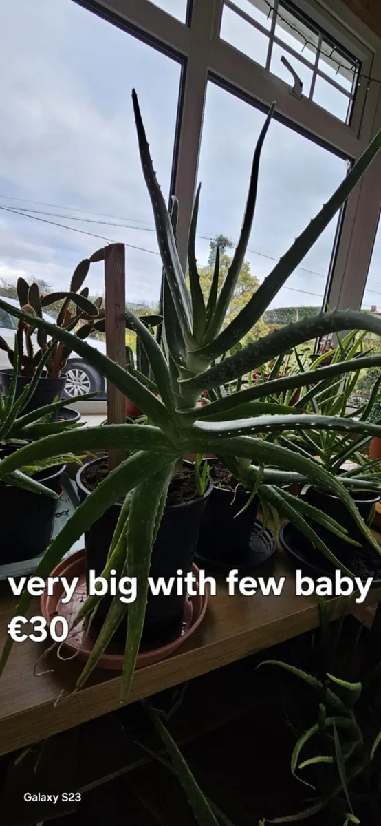 Indoor Plants for Sale - Image 1