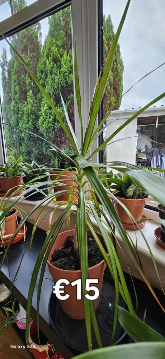 Indoor Plants for Sale - Image 2