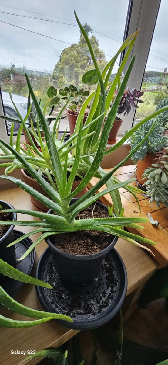 Indoor Plants for Sale - Image 3