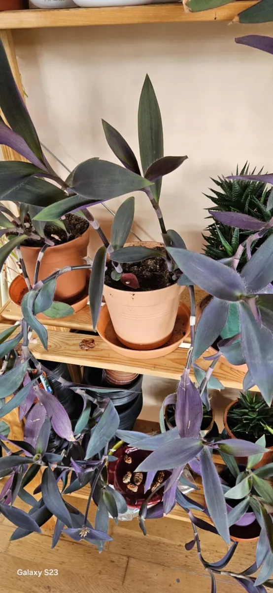 Indoor Plants for Sale - Image 4