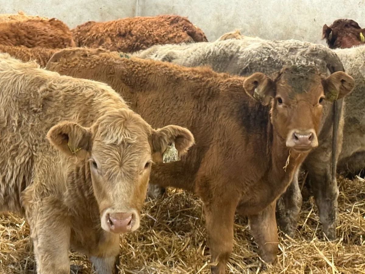 22 SUCKLER BRED LIMOUSINE & CHARLAOIS HEIFERS - Image 2