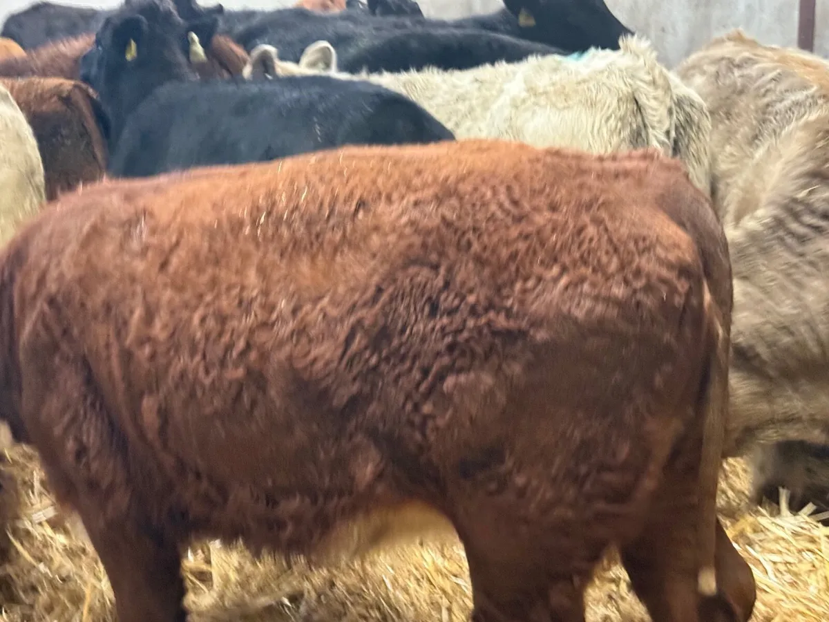 22 SUCKLER BRED LIMOUSINE & CHARLAOIS HEIFERS - Image 3