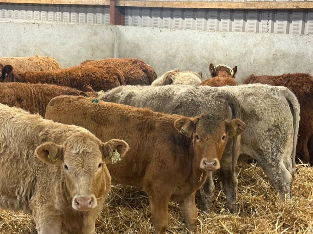 22 SUCKLER BRED LIMOUSINE & CHARLAOIS HEIFERS - Image 1