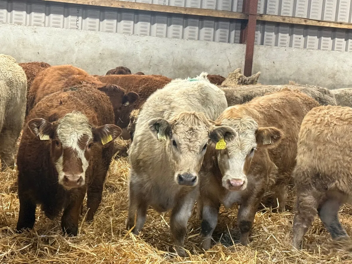 22 SUCKLER BRED LIMOUSINE & CHARLAOIS HEIFERS - Image 4