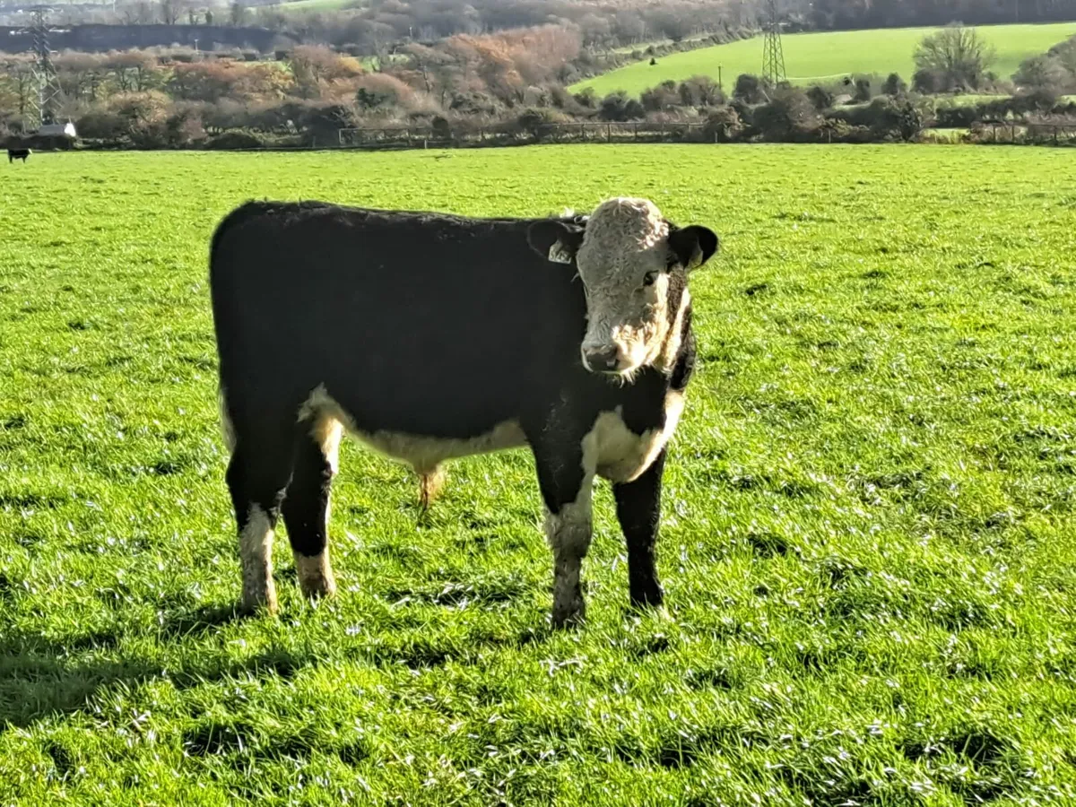 Cork Marts Corrin Thursday's 13th November - Image 1