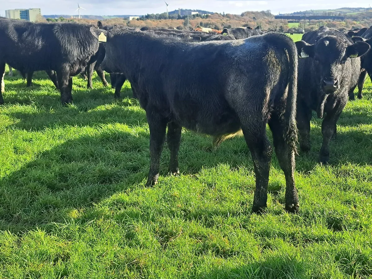 Cork Marts Corrin Thursday's 13th November - Image 2