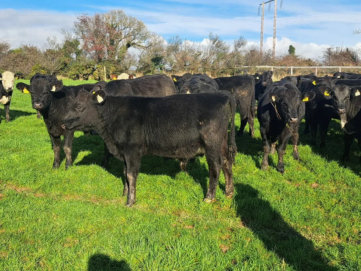 Cork Marts Corrin Thursday's 13th November - Image 3