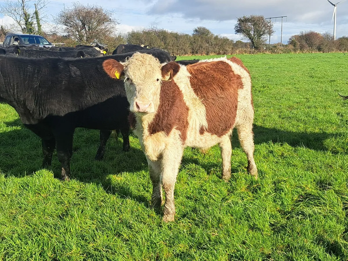 Cork Marts Corrin Thursday's 13th November - Image 4