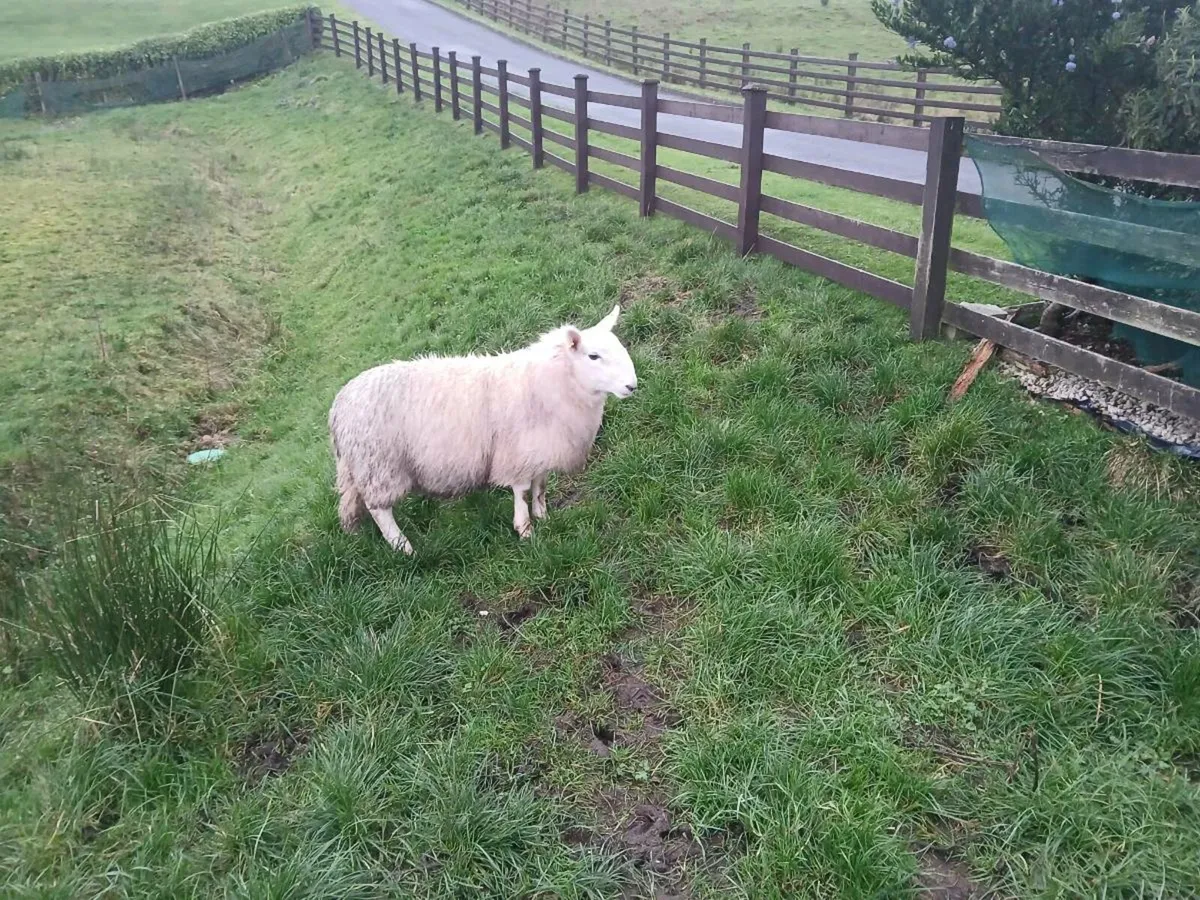 Cheviot ram lamb - Image 1