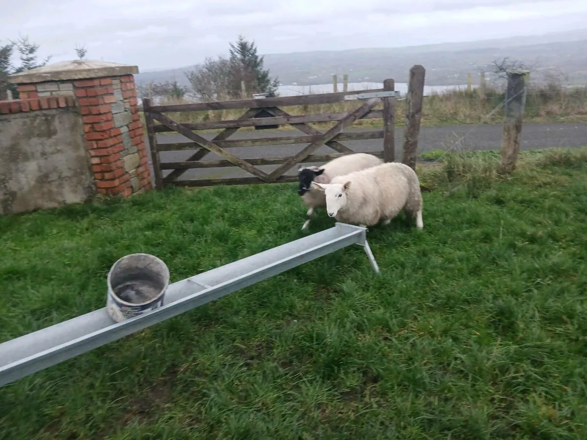 Cheviot ram lamb - Image 2