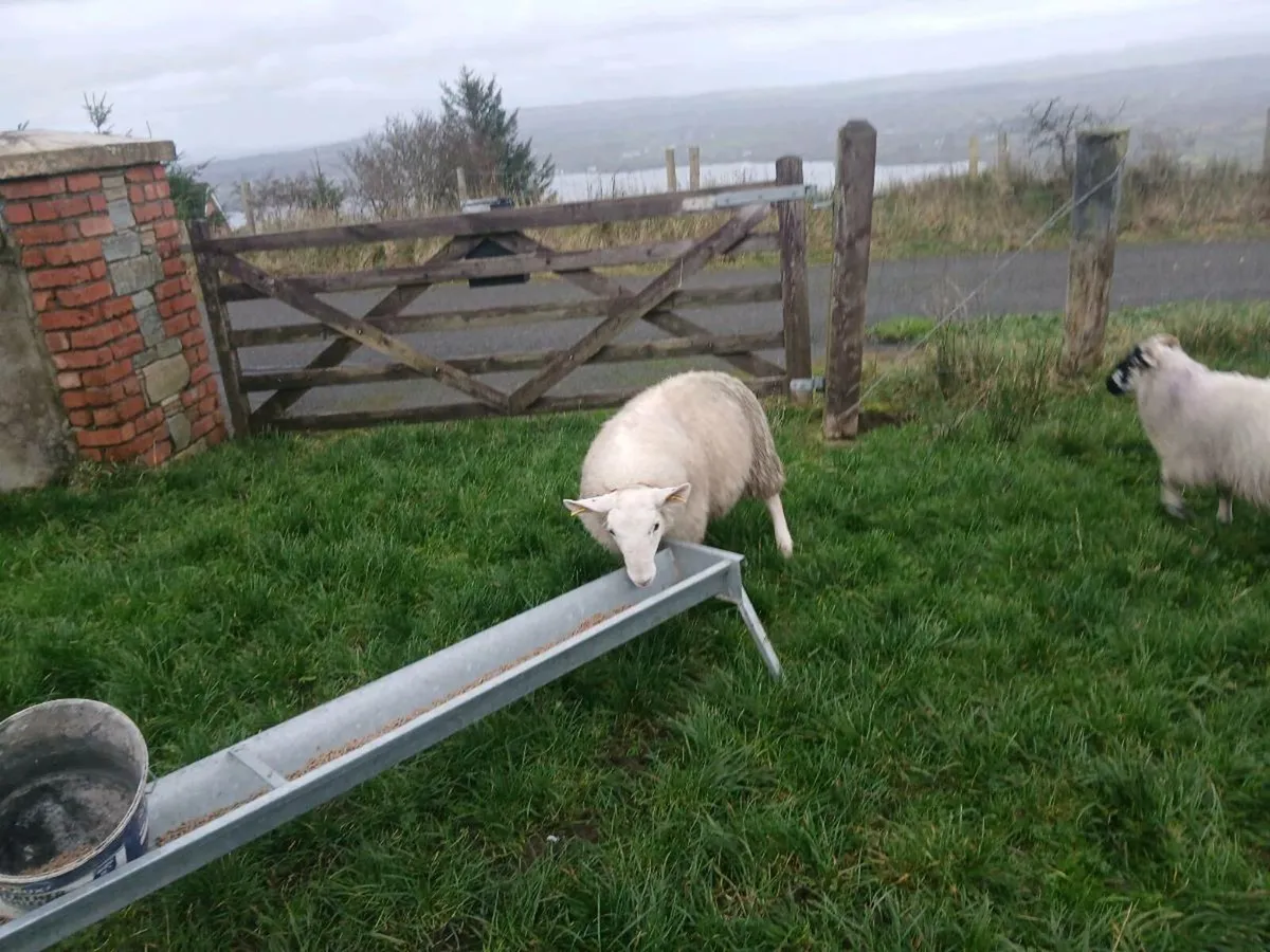 Cheviot ram lamb - Image 3