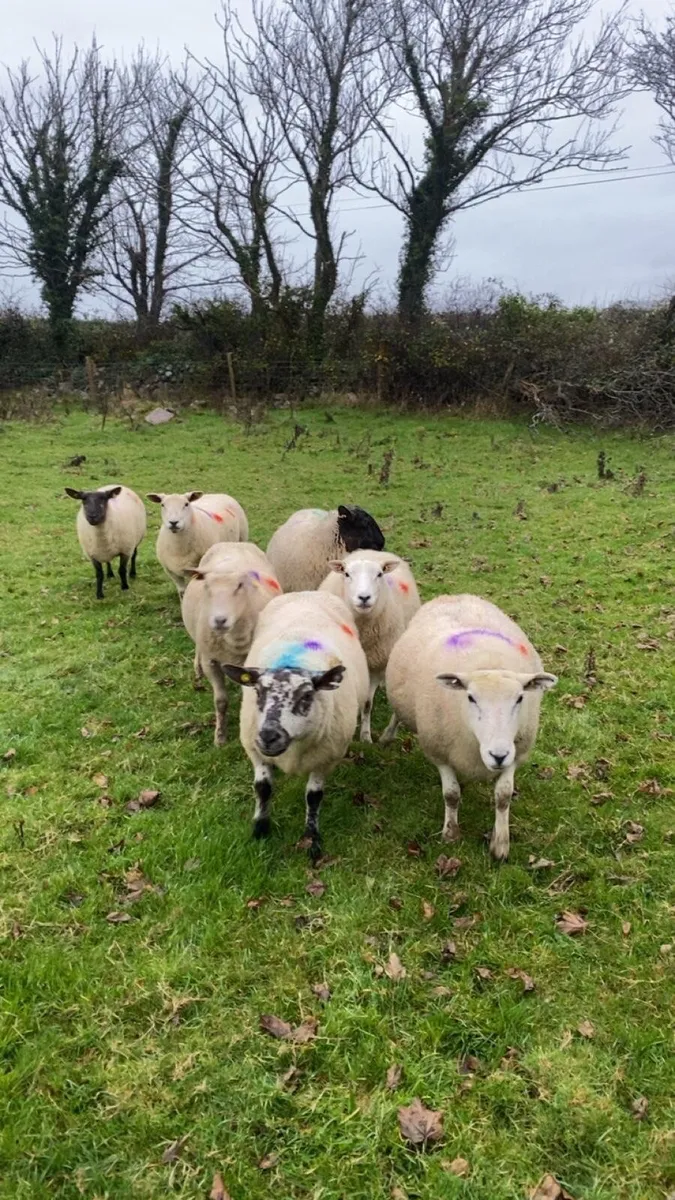 7 inlamb ewes - Image 1