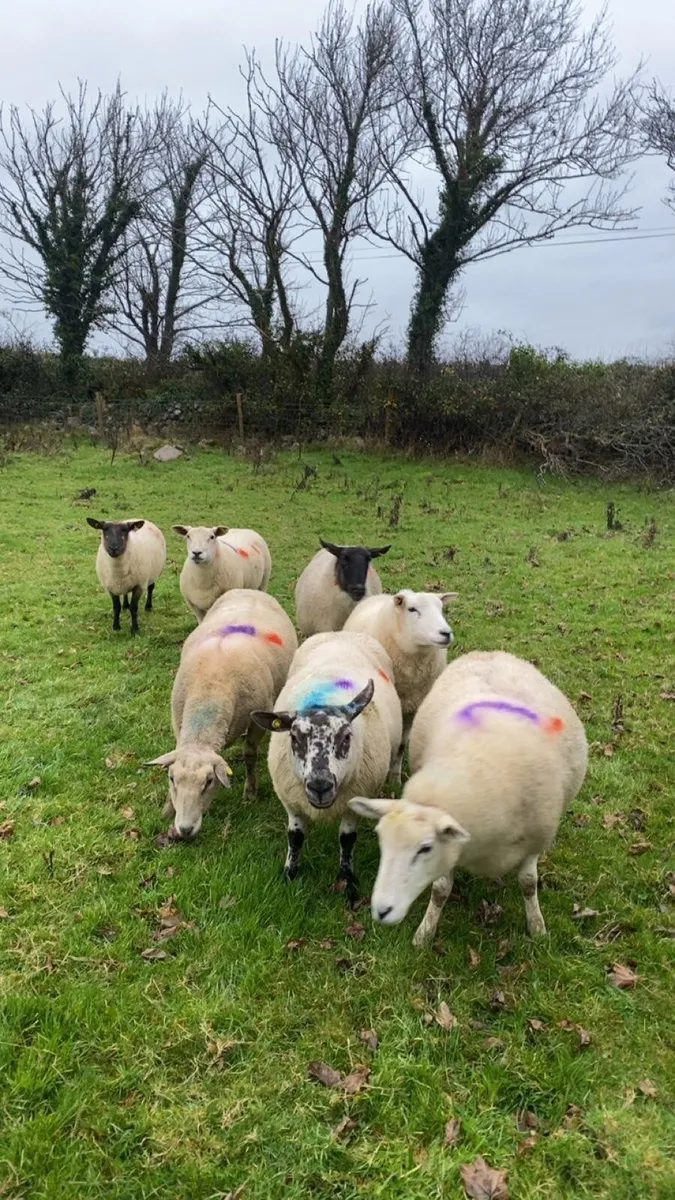 7 inlamb ewes - Image 2