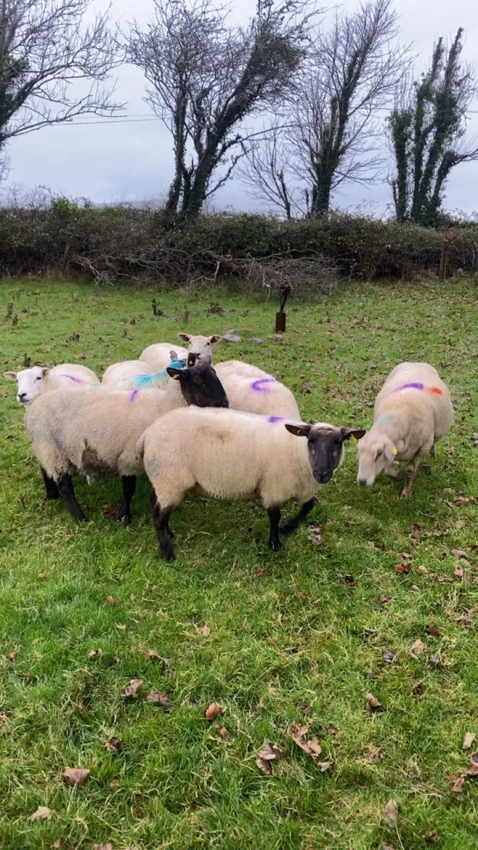 7 inlamb ewes - Image 3