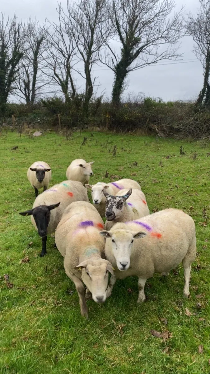 7 inlamb ewes - Image 4