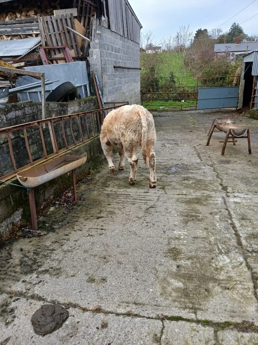 Show Quality Calf - Image 1