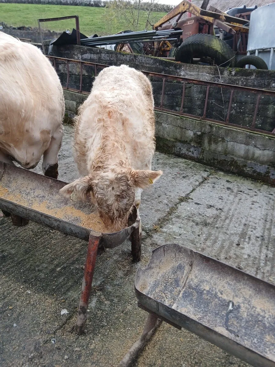 Show Quality Calf - Image 2