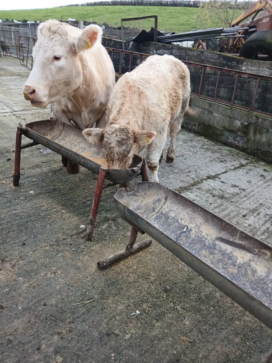 Show Quality Calf - Image 3