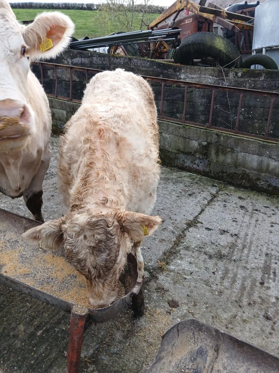 Show Quality Calf - Image 4