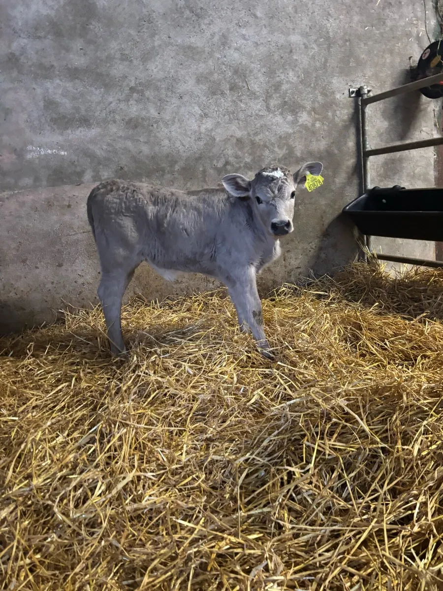 Charlaois and freisian bull calves for sale - Image 1