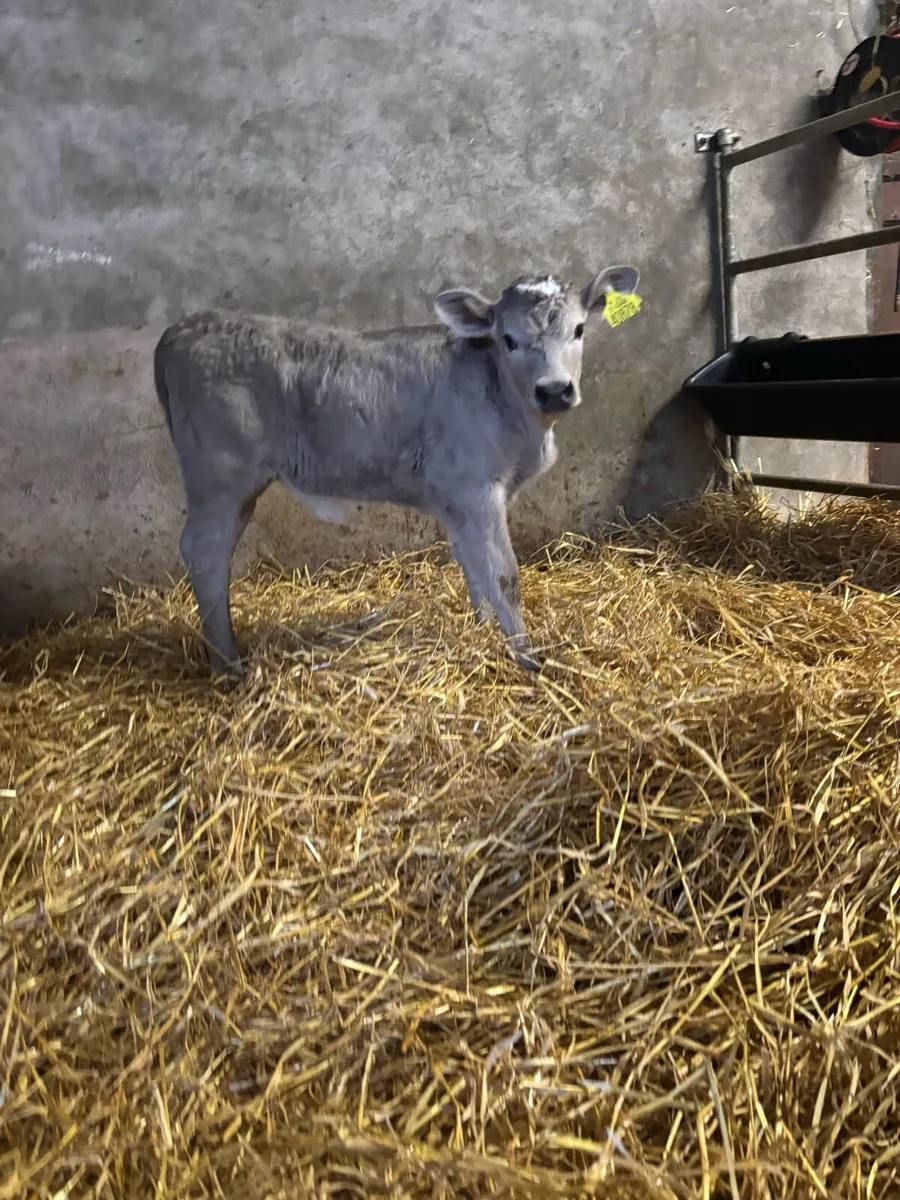 Charlaois and freisian bull calves for sale - Image 2