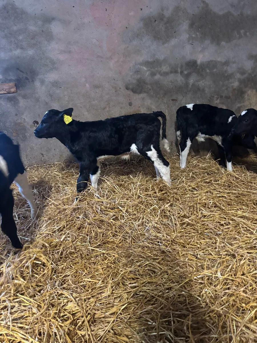Charlaois and freisian bull calves for sale - Image 3