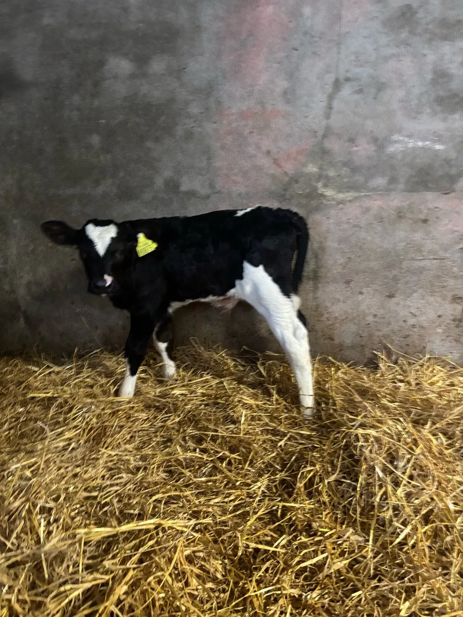 Charlaois and freisian bull calves for sale - Image 4