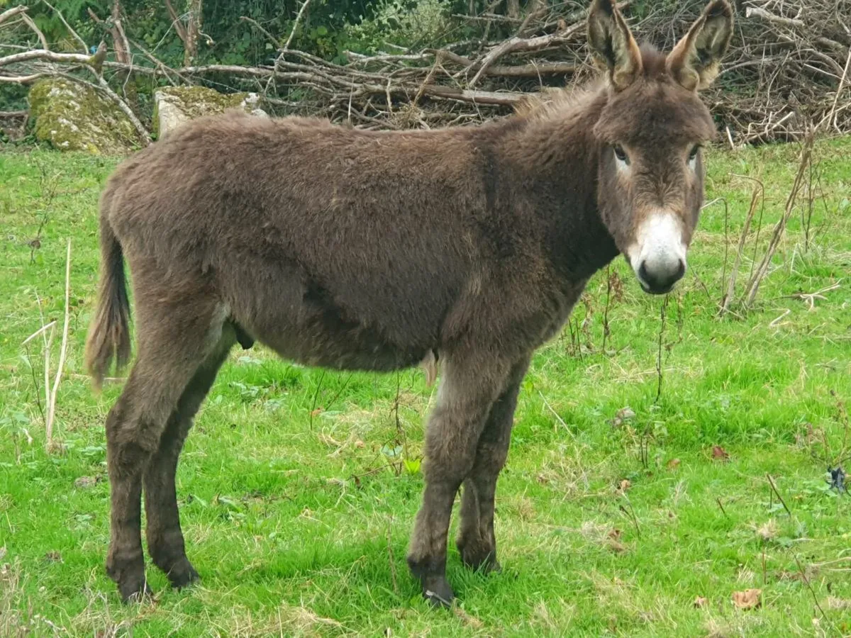 Male Donkeys 1 year old - Image 1