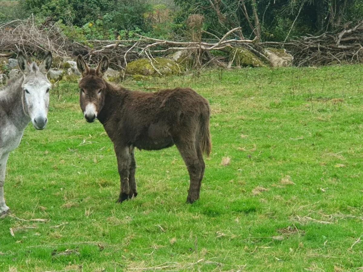 Male Donkeys 1 year old - Image 2