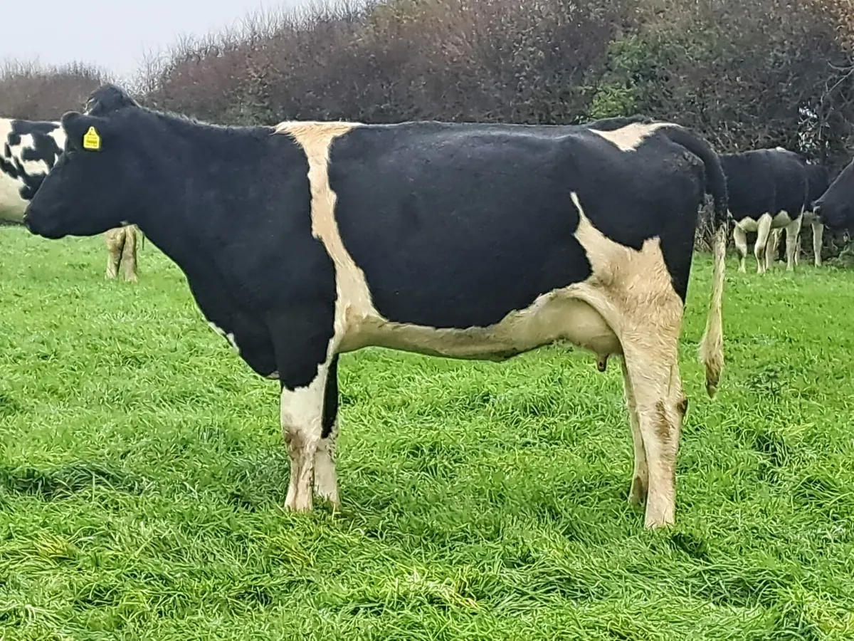 Dairy clearance sale Cork Marts Corrin 14th - Image 1