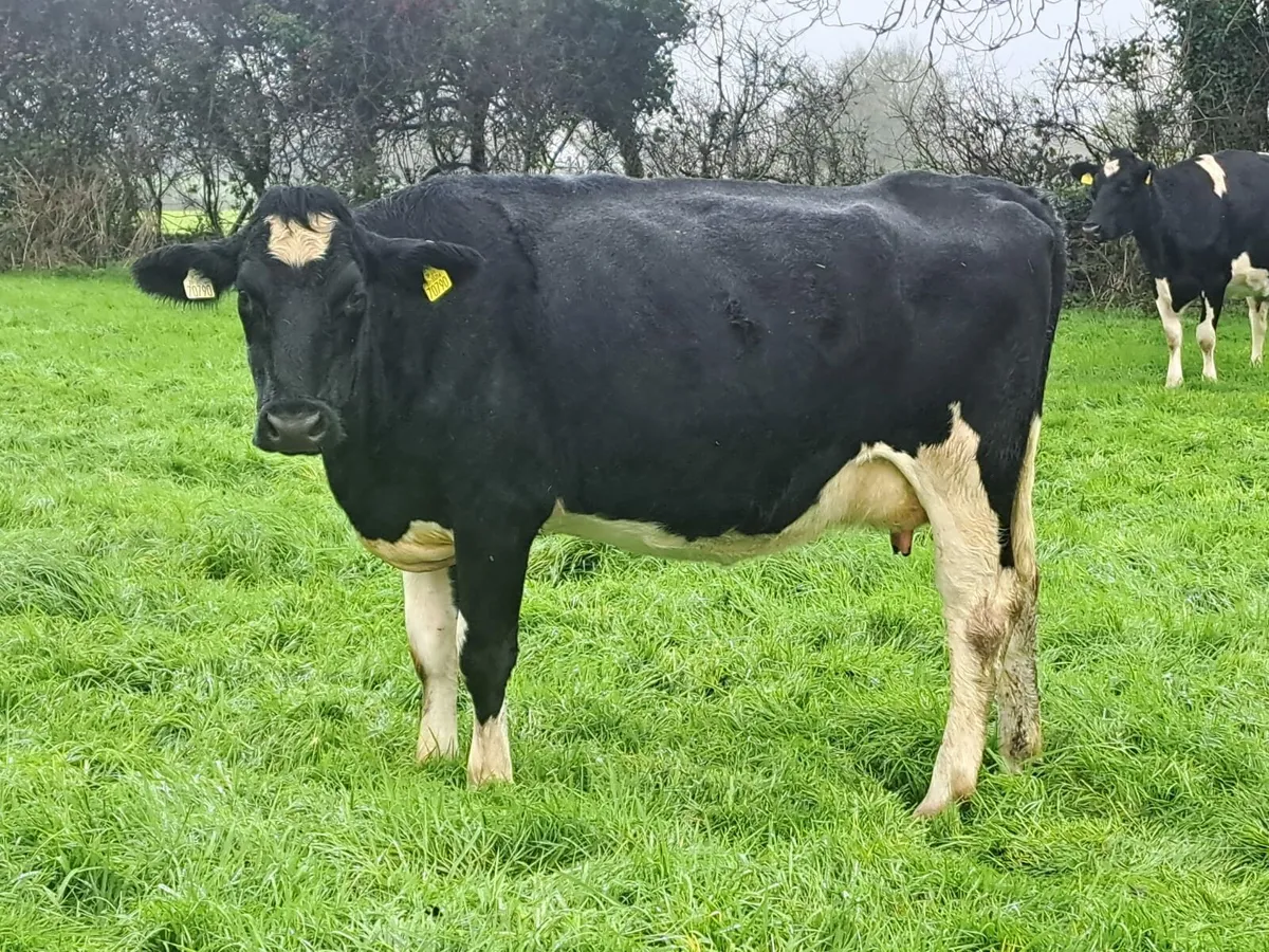Dairy clearance sale Cork Marts Corrin 14th - Image 2