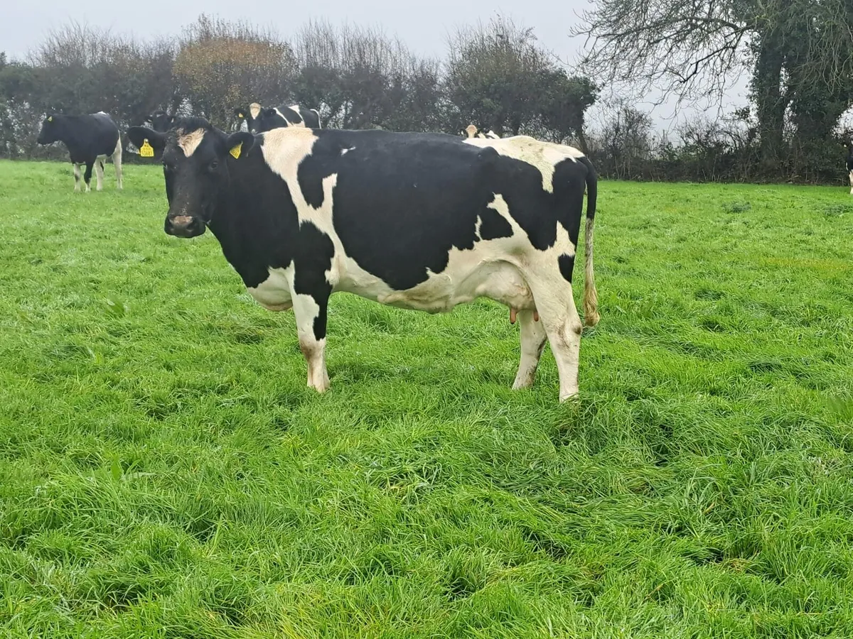 Dairy clearance sale Cork Marts Corrin 14th - Image 3