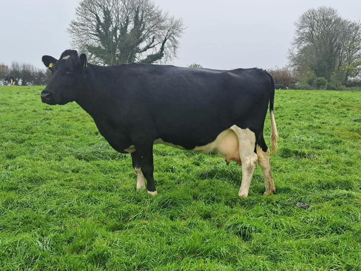 Dairy clearance sale Cork Marts Corrin 14th - Image 4
