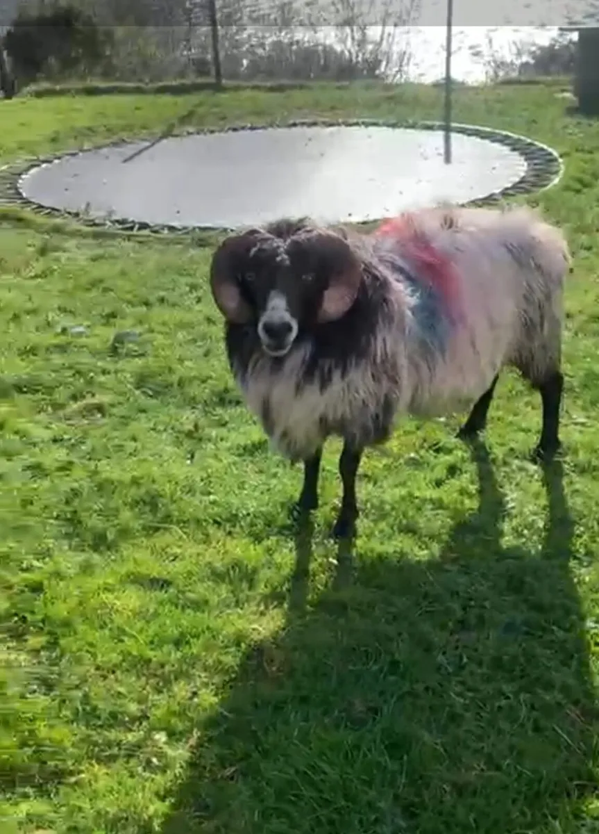 Blackface Ram for sale - Image 3