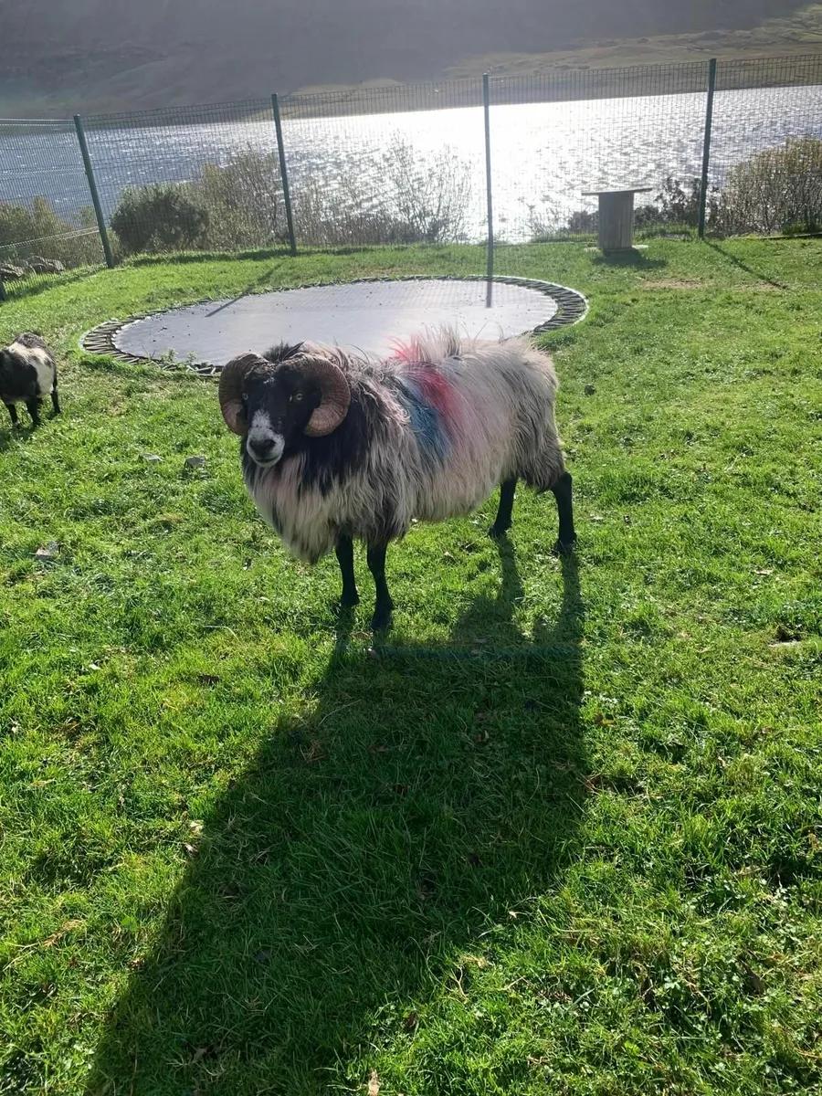 Blackface Ram for sale - Image 4