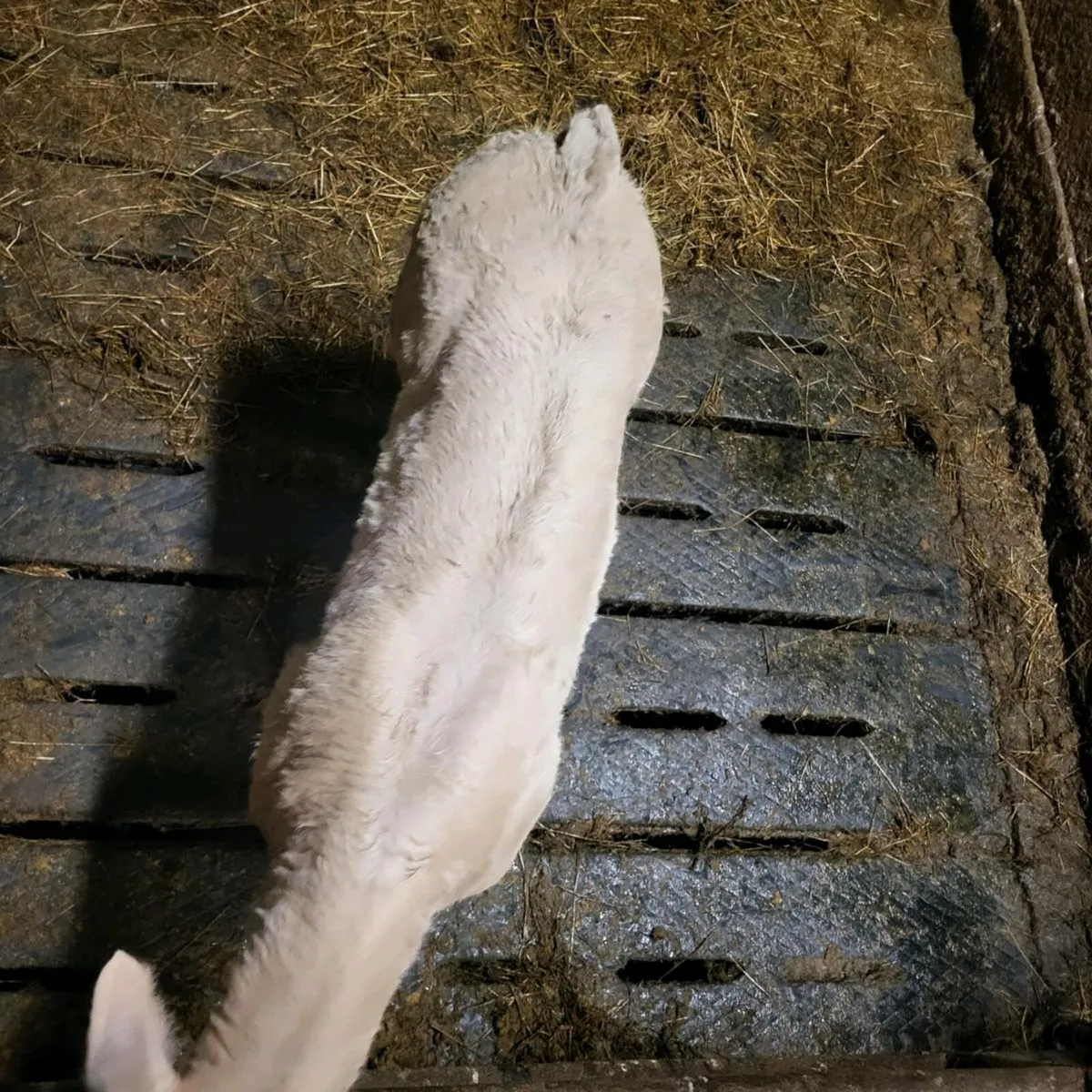 Ic27 bull calf - Image 2