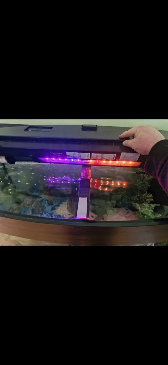 Juwel 180 Curved Fish Tank - Image 4