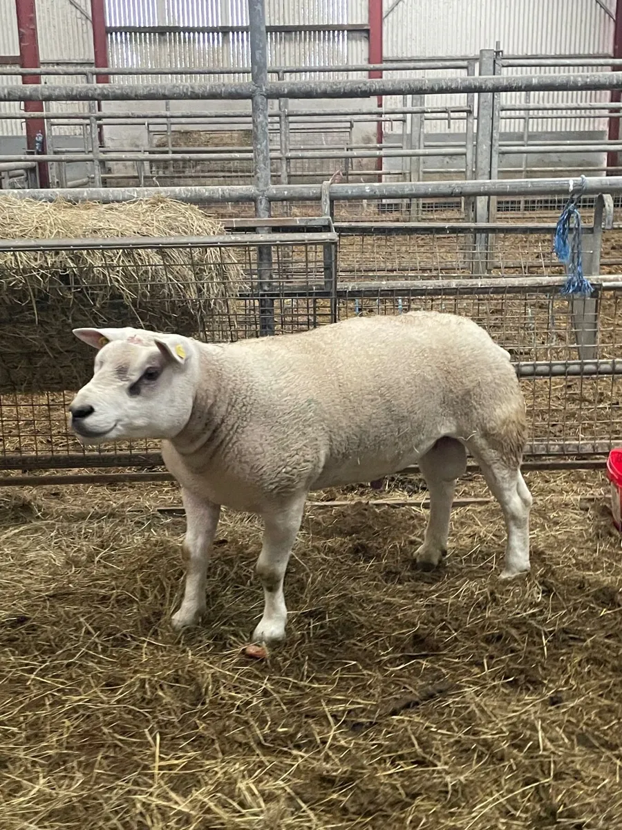 SIS texel hogget ram - Image 2