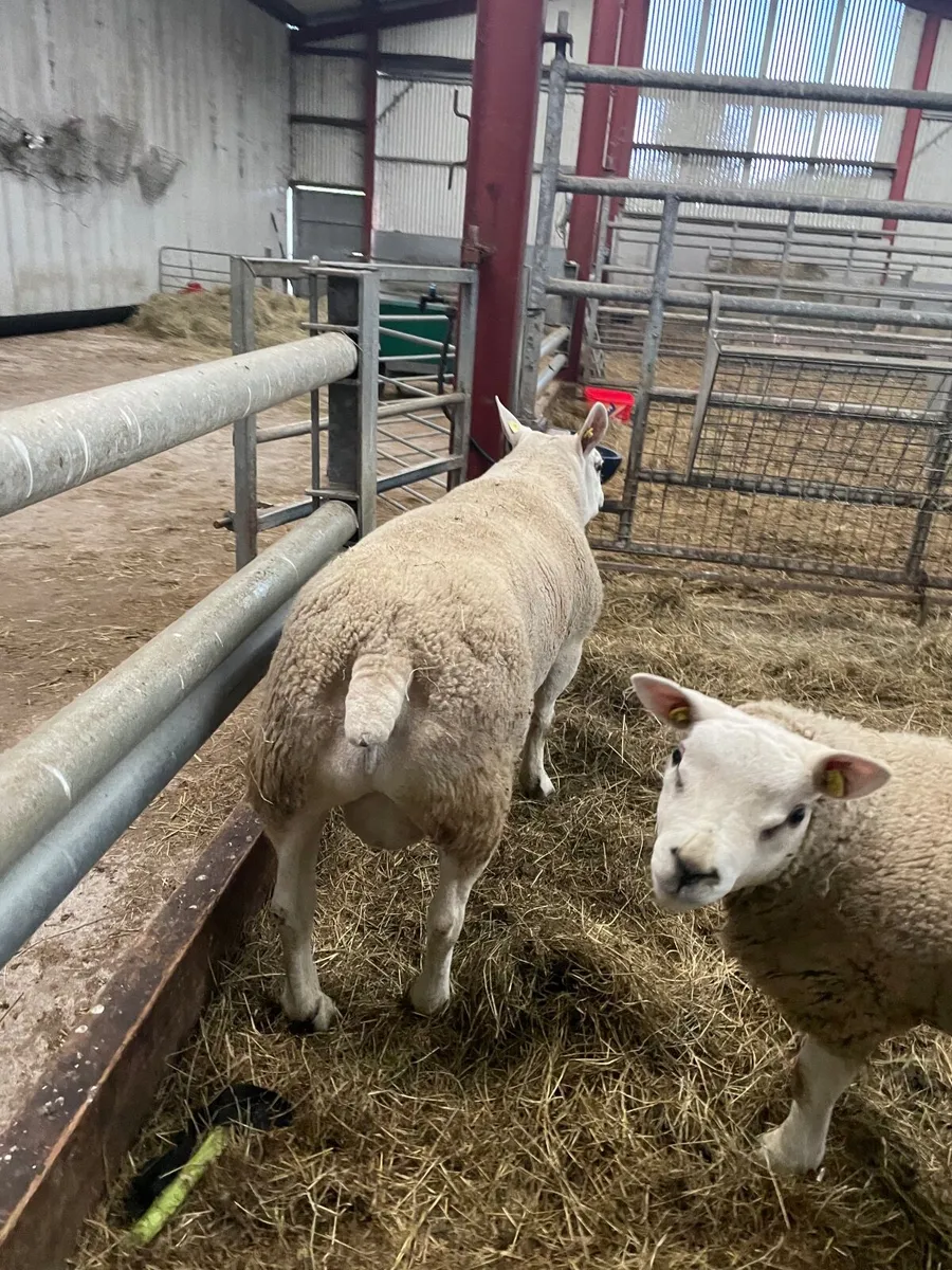 SIS texel hogget ram - Image 3