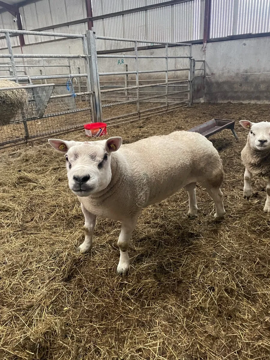 SIS texel hogget ram - Image 1