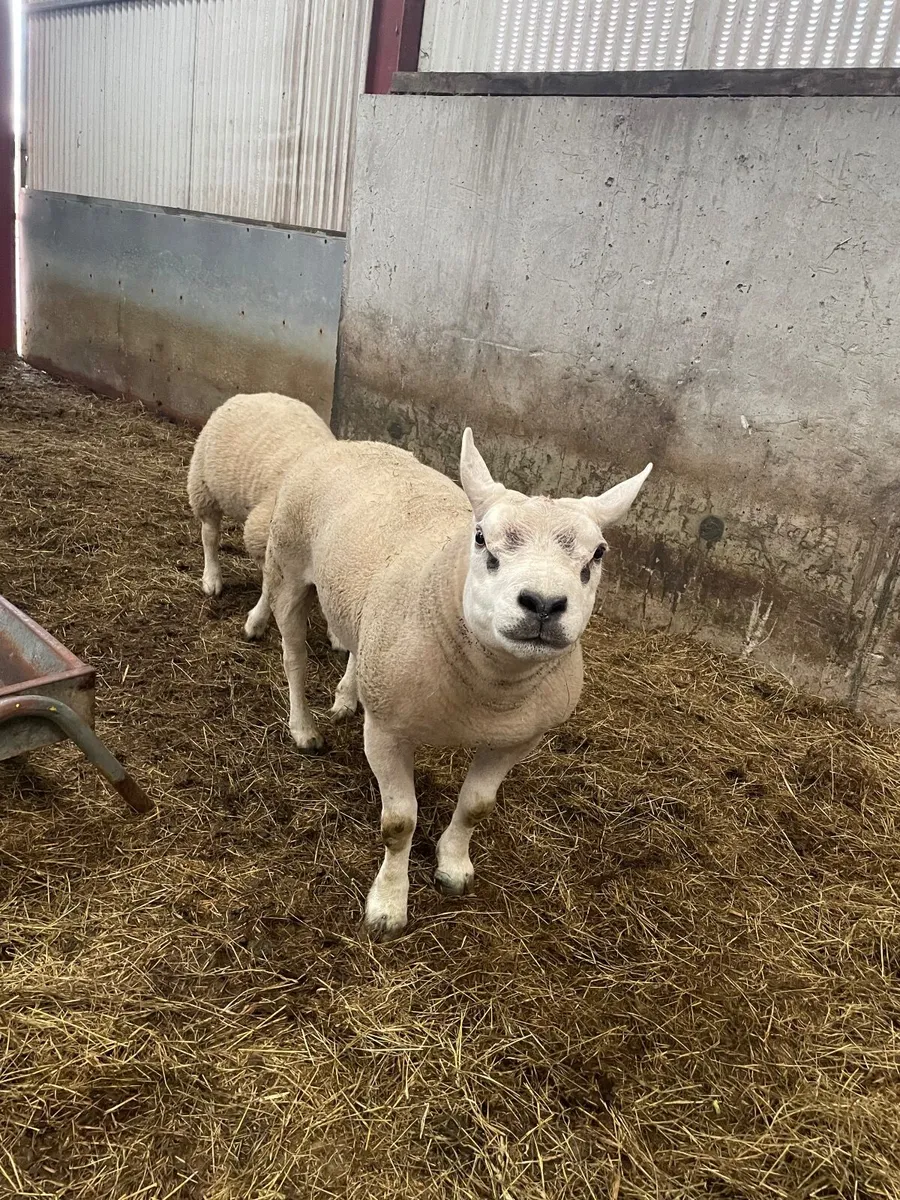 SIS texel hogget ram - Image 4