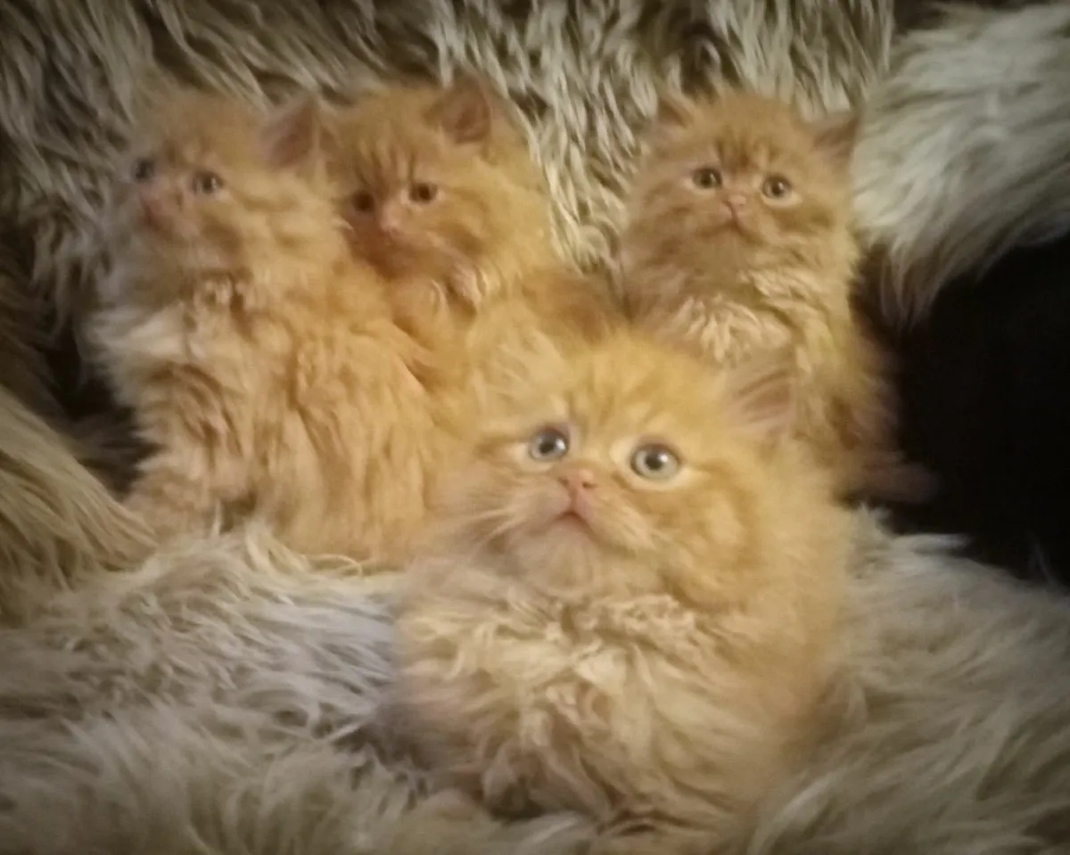 MARMADUKE..3/4 bred  MALE Persian KITTEN - Image 2