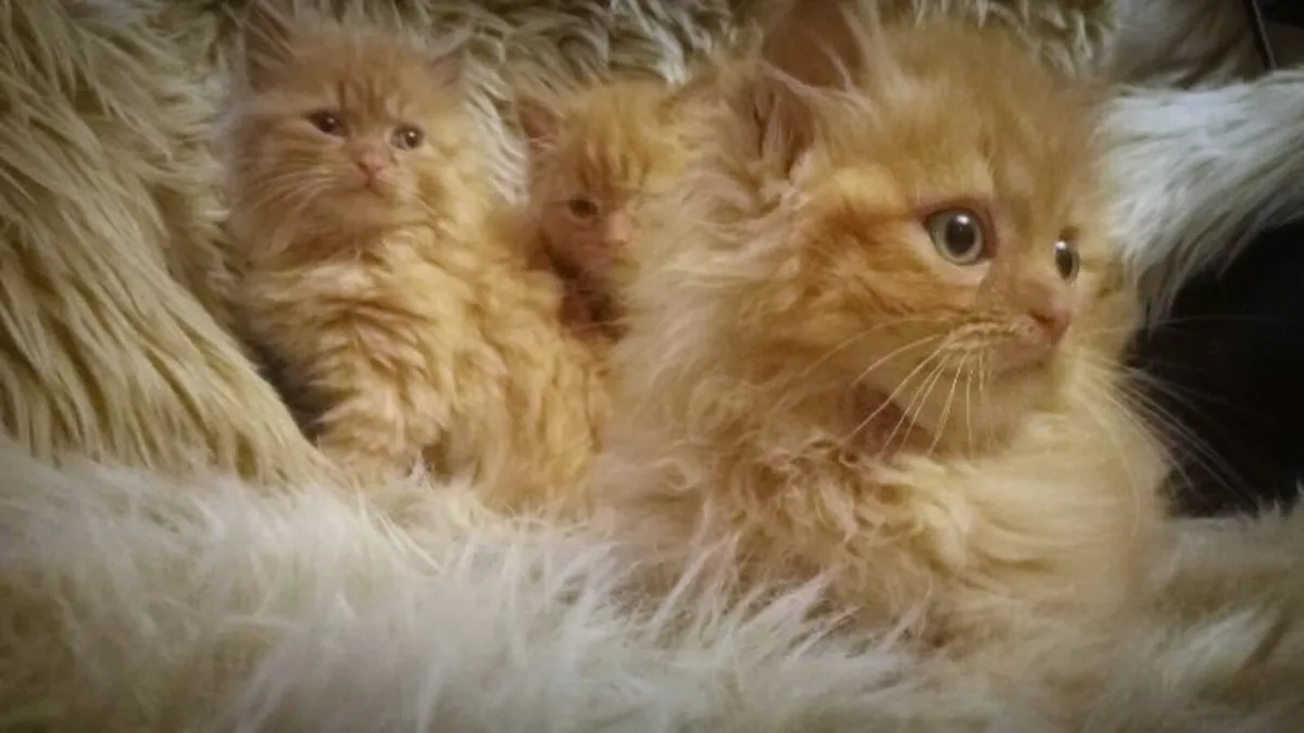 MARMADUKE..3/4 bred  MALE Persian KITTEN - Image 4