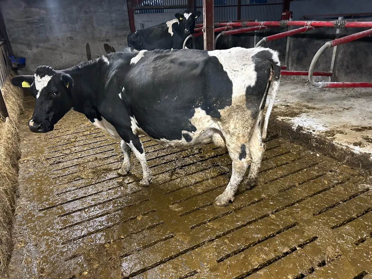 Fresian cow - Image 1