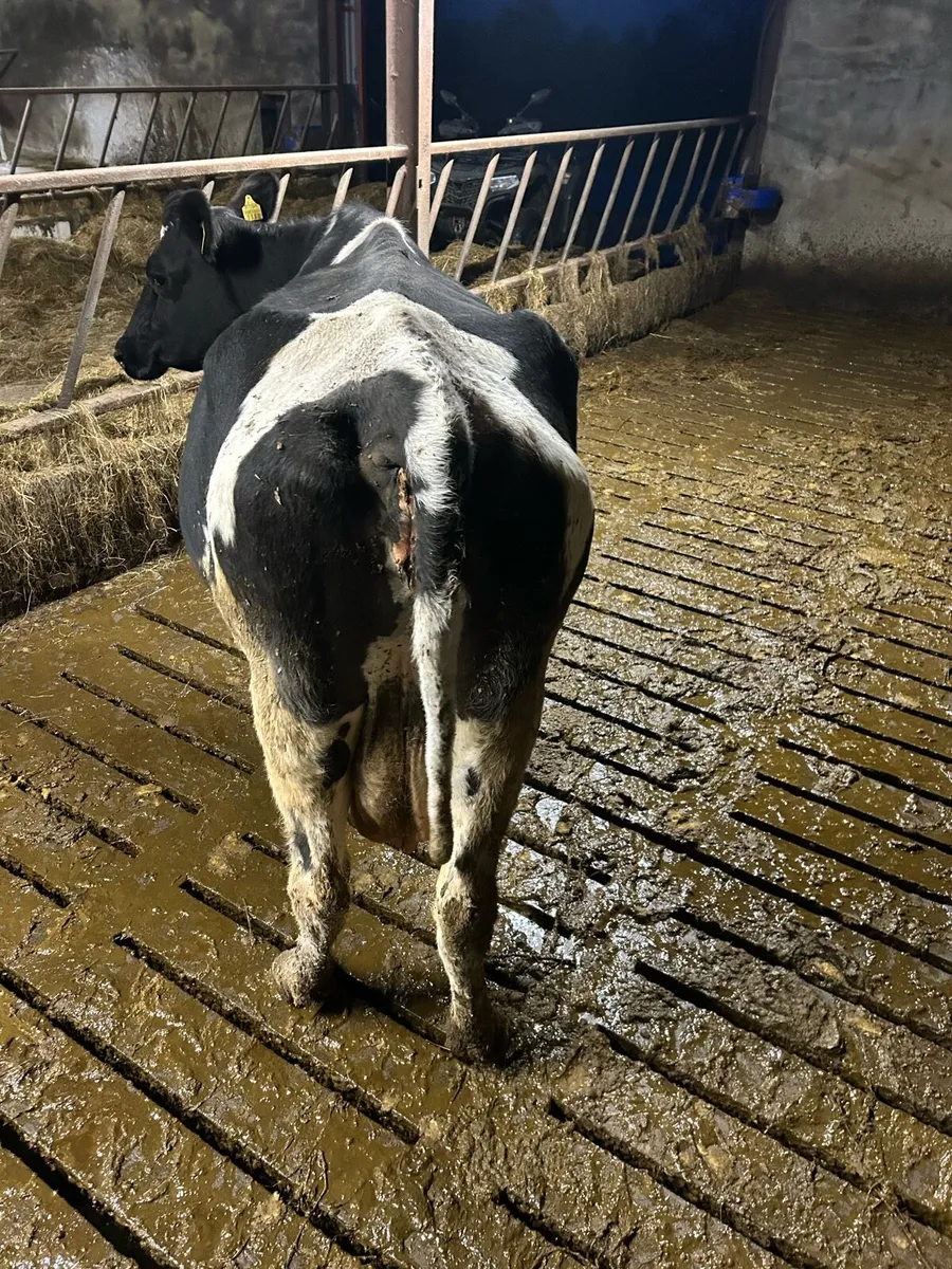 Fresian cow - Image 2